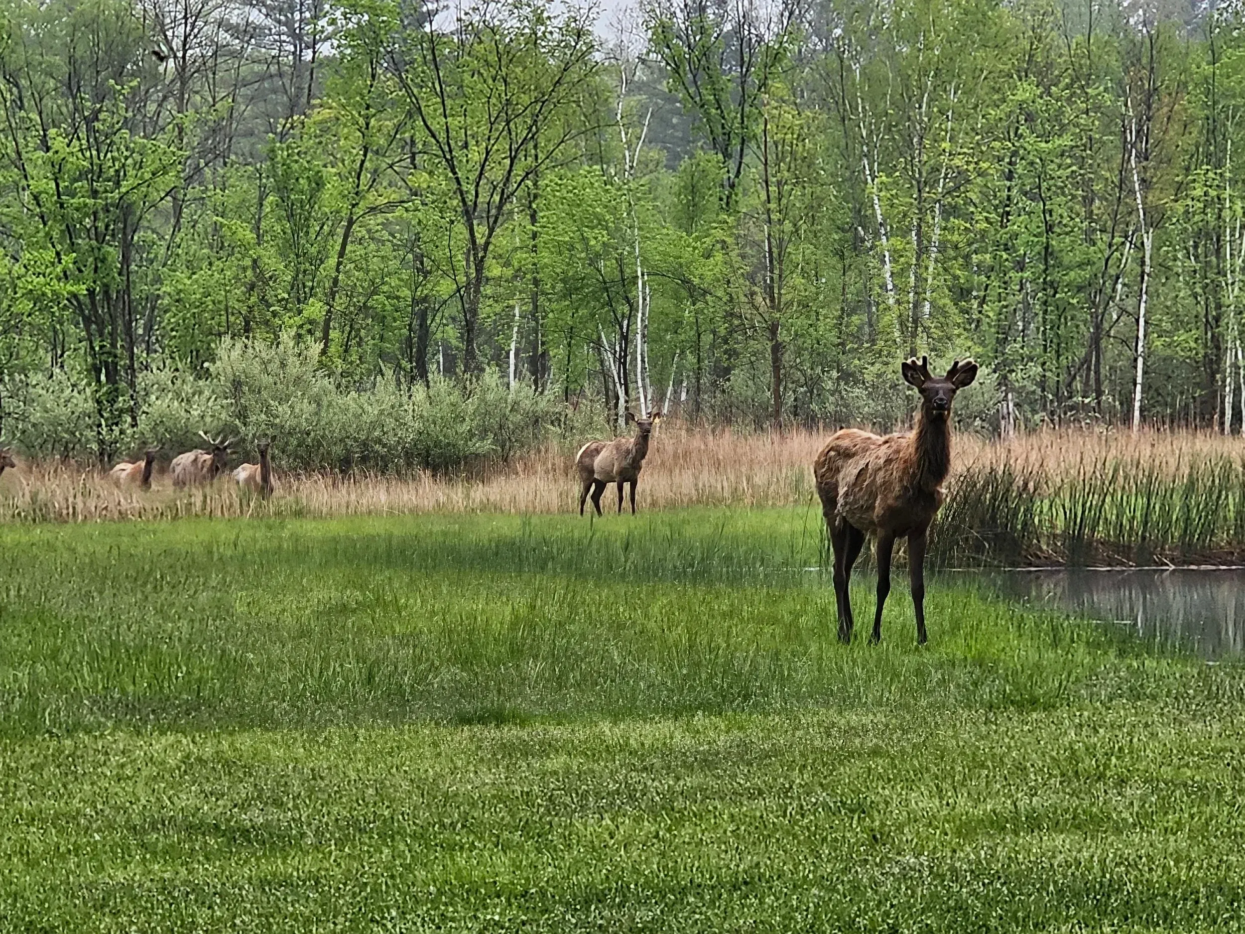 Elk grazing in a grassy meadow at Greens Deer Ranch Petting Zoo and Tours in Caro, Michigan